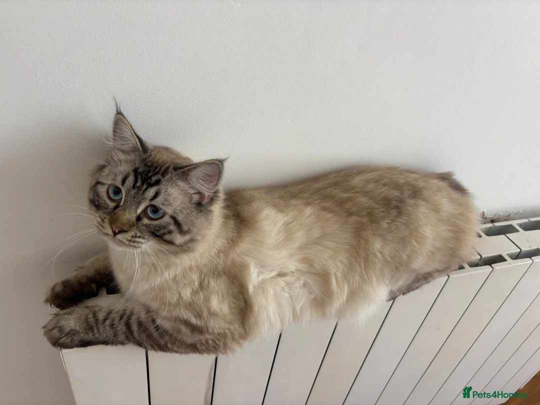 Ragdoll cats for sale: Half ragdoll cats for rehome  - Advert 1
