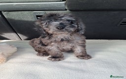 Sproodle dogs for sale: Gorgeous f1b sproodle pups, dna tests. - Image 18