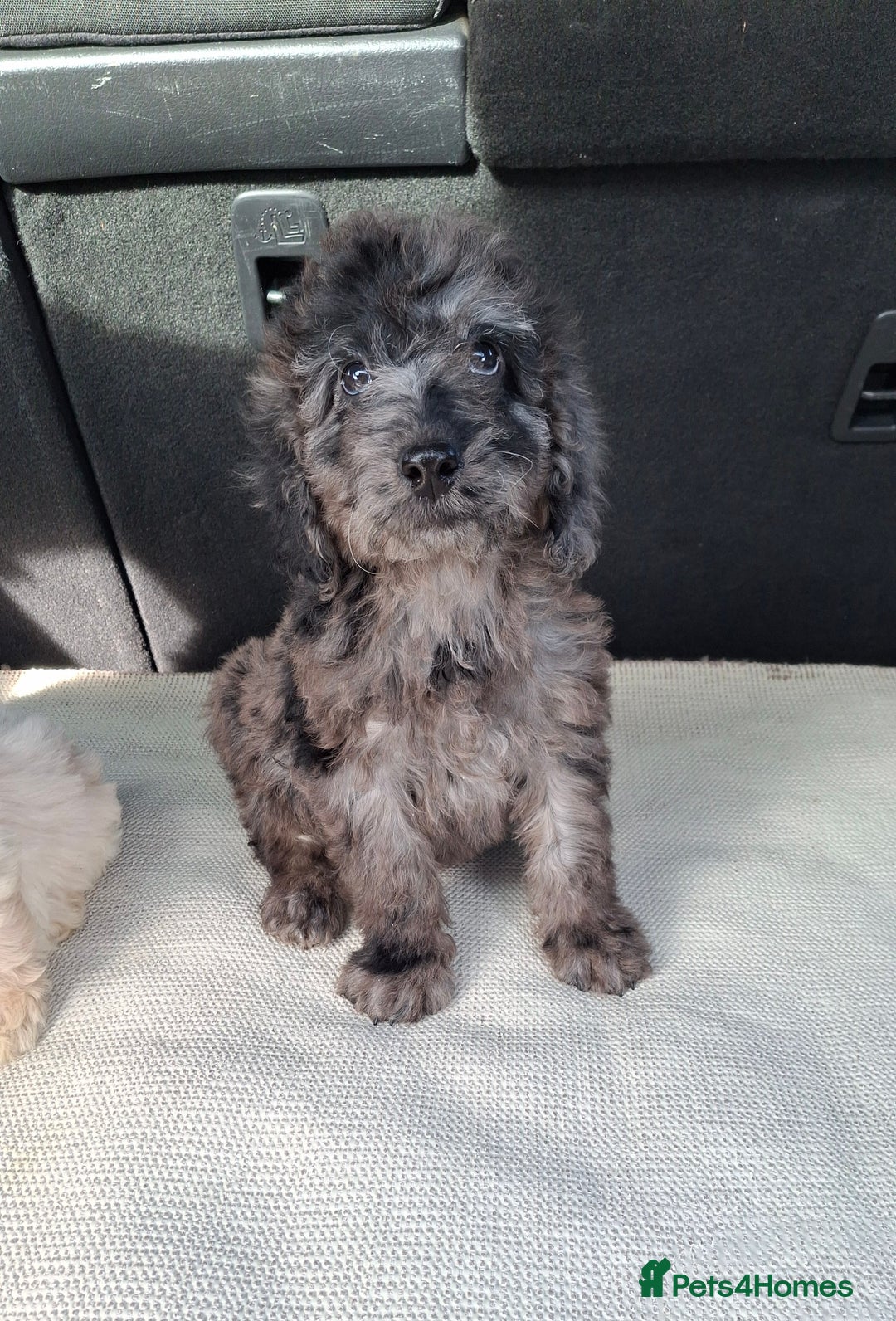 Sproodle dogs for sale: Gorgeous f1b sproodle pups, dna tests. - Image 18
