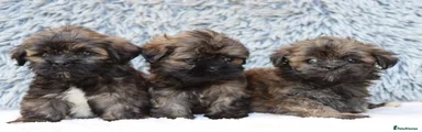Lhasa Apso 3