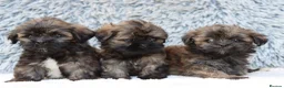 Lhasa Apso dogs for sale: 5 beautiful lahsa apso male pups for sale  - Advert 5