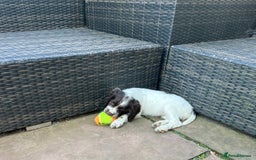 English Springer Spaniel dogs for sale: Superb DNA KC Champion Bred Working Springer Pups - Image 28
