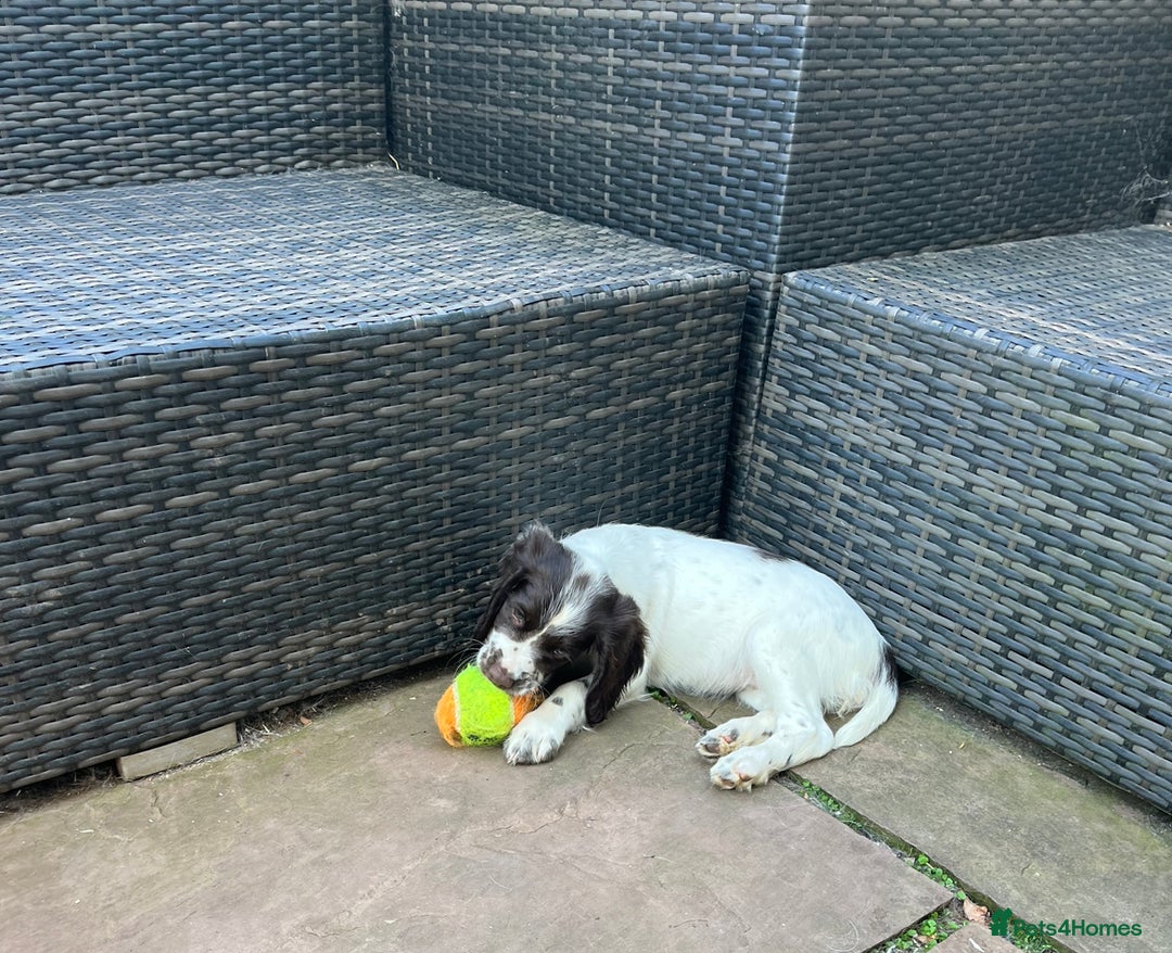 English Springer Spaniel dogs for sale: Superb DNA KC Champion Bred Working Springer Pups - Image 28