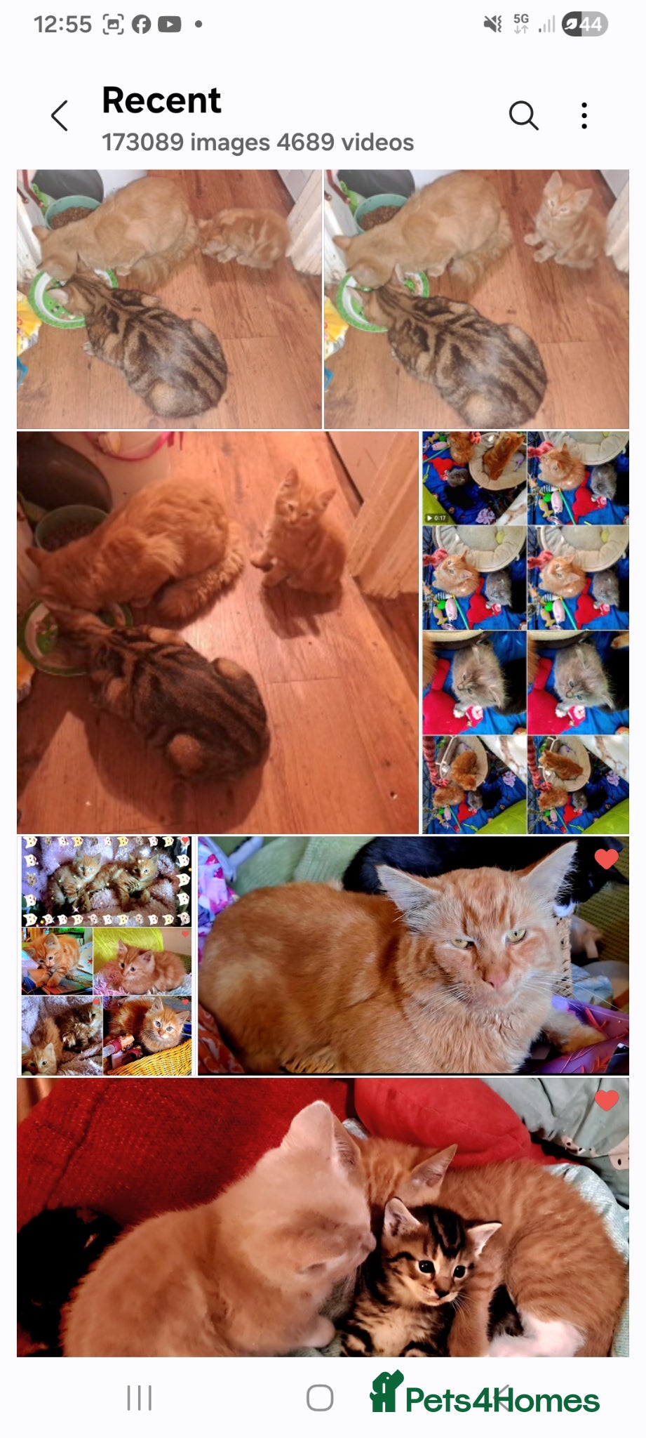 Mixed Breed cats Beautiful Ginger Kittens 😻 - Advert 2