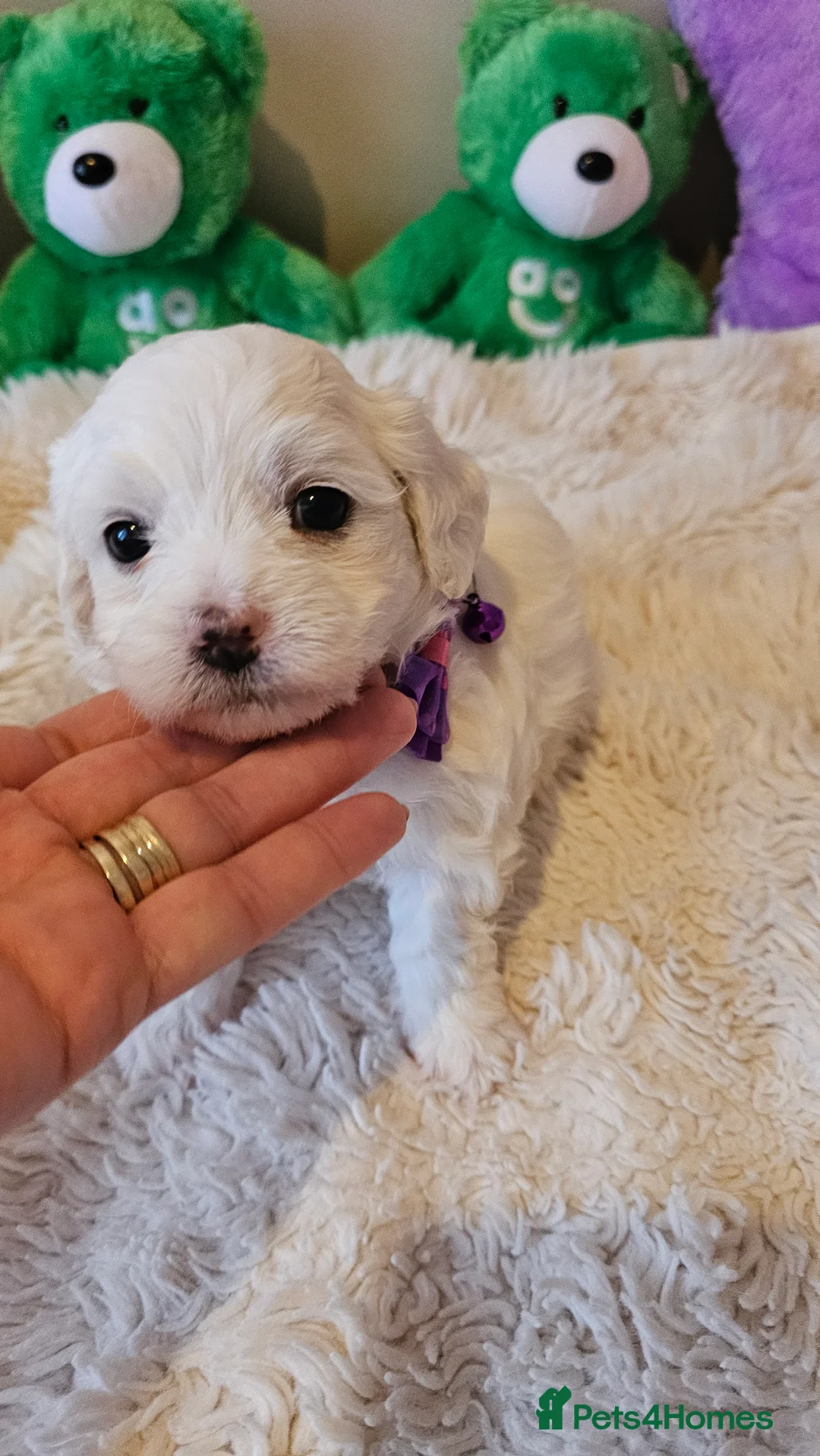 Bichon Frise dogs for sale: ♥️Fluffy Bichon Frise puppies♥️ - Advert 4