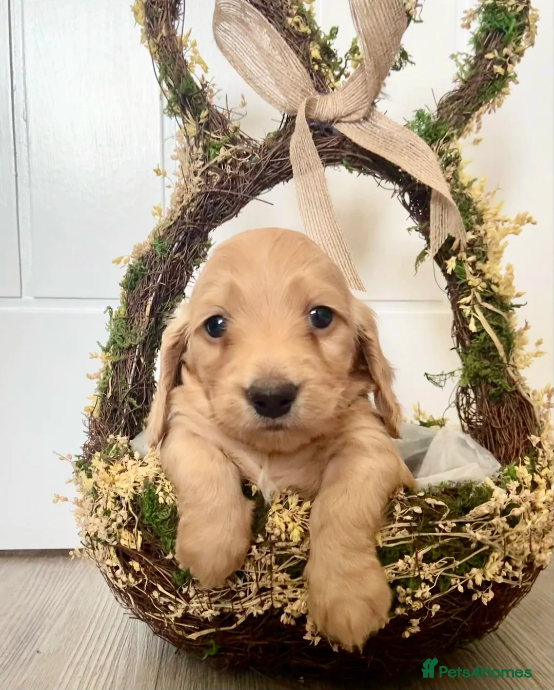 Miniature Dachshund dogs for stud: KC Dachshund cream long hair Stud [ee/ii] - Advert 10