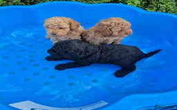 Cavapoo dogs for sale: 3 cavapoo pups for sale 2/male-1/girl - Image 4