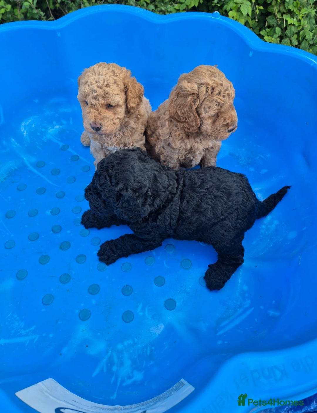 Cavapoo dogs for sale: 3 cavapoo pups for sale 2/male-1/girl - Image 4