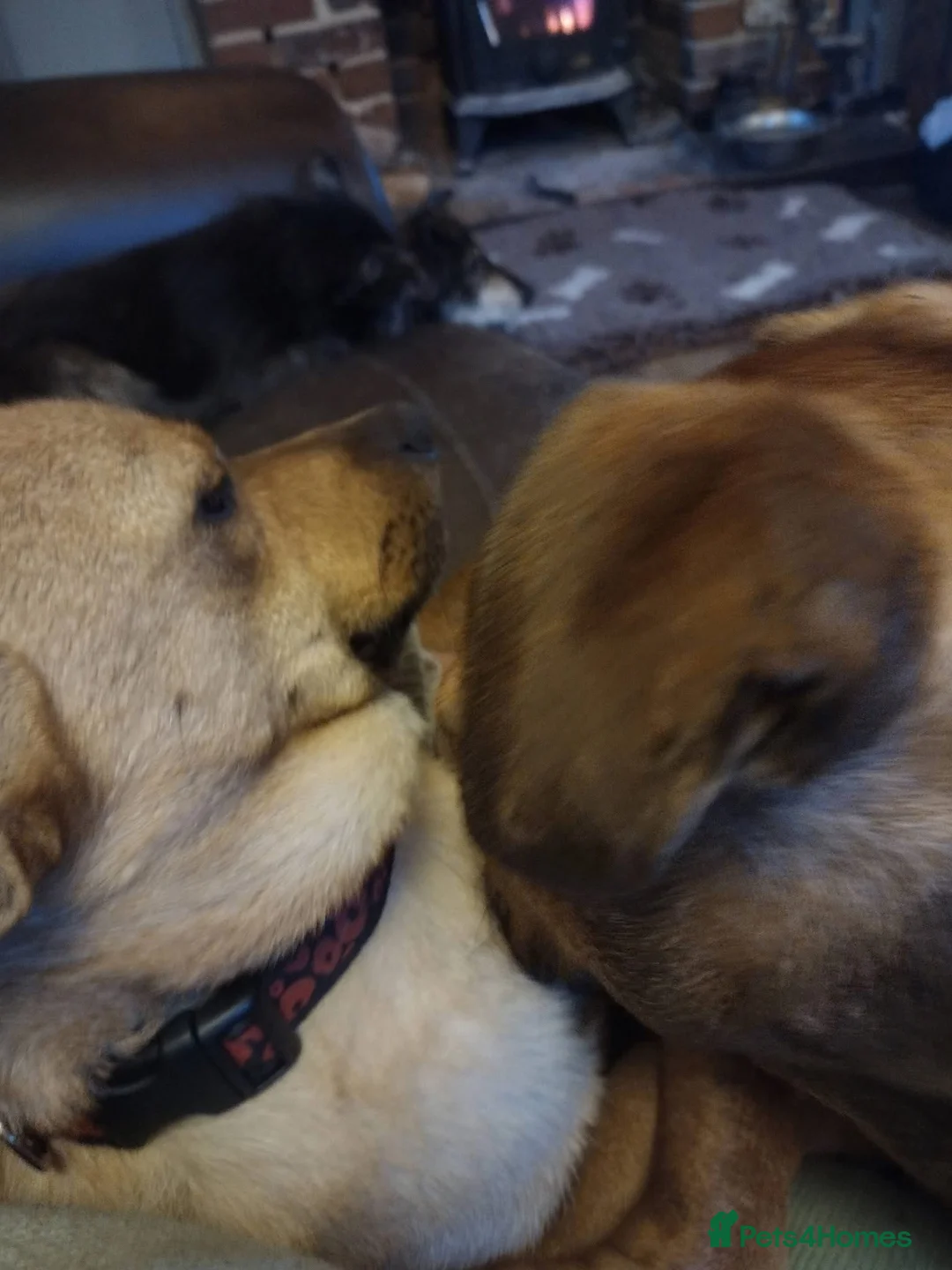 Mixed Breed dogs for adoption: Rescue boy Noodle is looking for his forever home - Advert 12