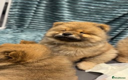 Chow Chow dogs for sale: Chow Puppies looking for new home - Image 24