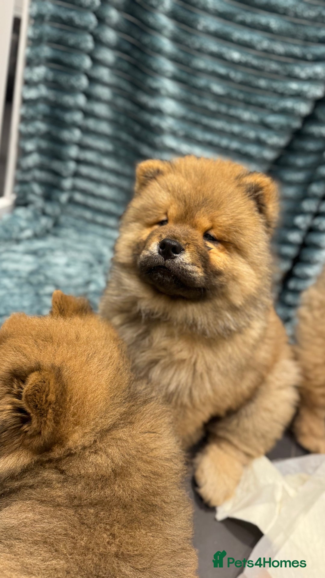 Chow Chow dogs for sale: Chow Puppies looking for new home - Image 24