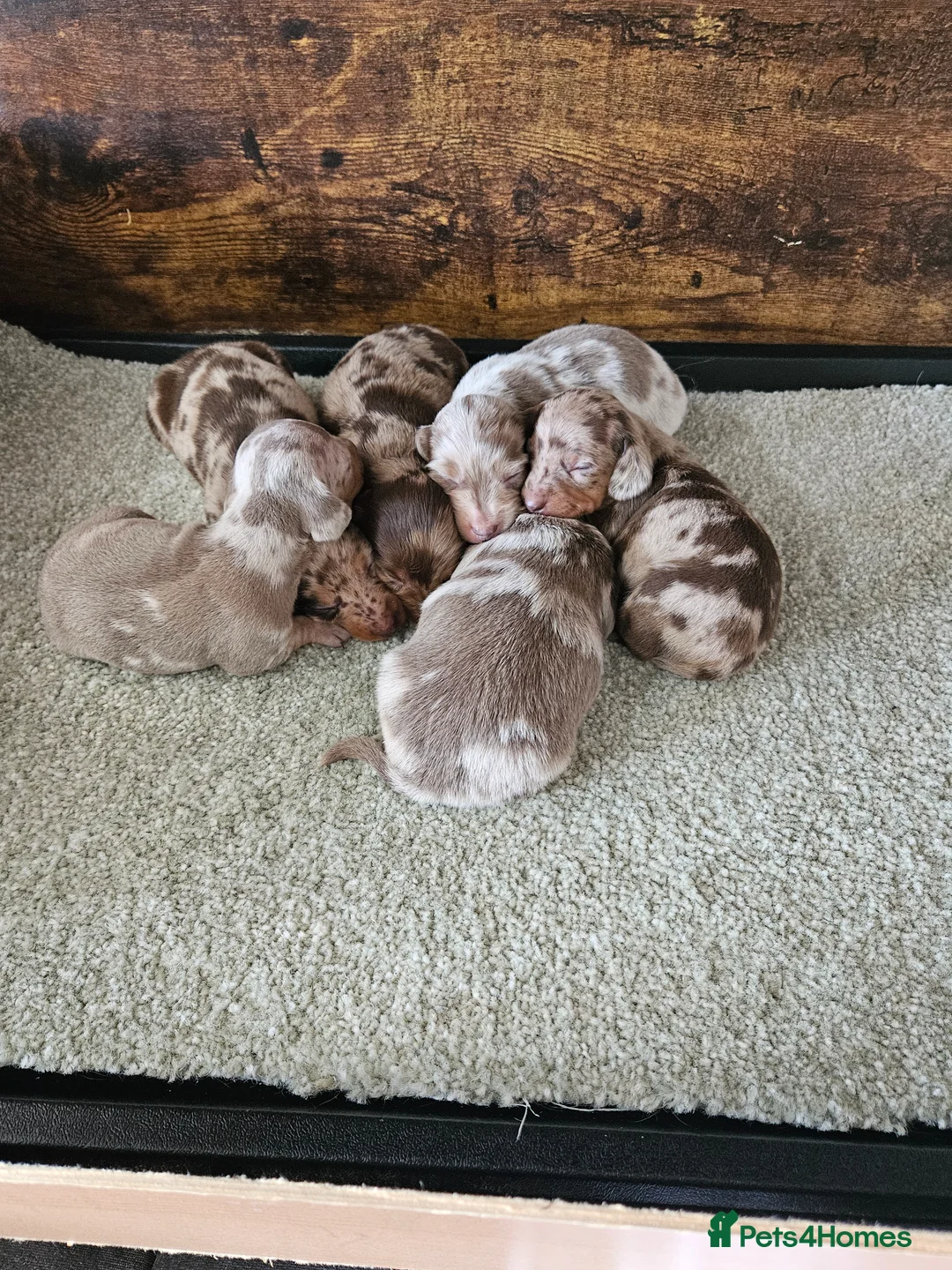 Dachshund dogs for sale: Dashund - Advert 1