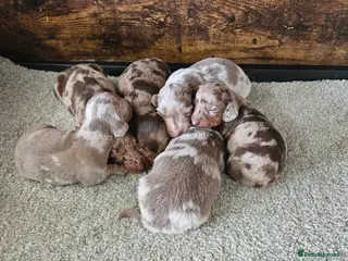 Dachshund dogs Dashund - Advert 1