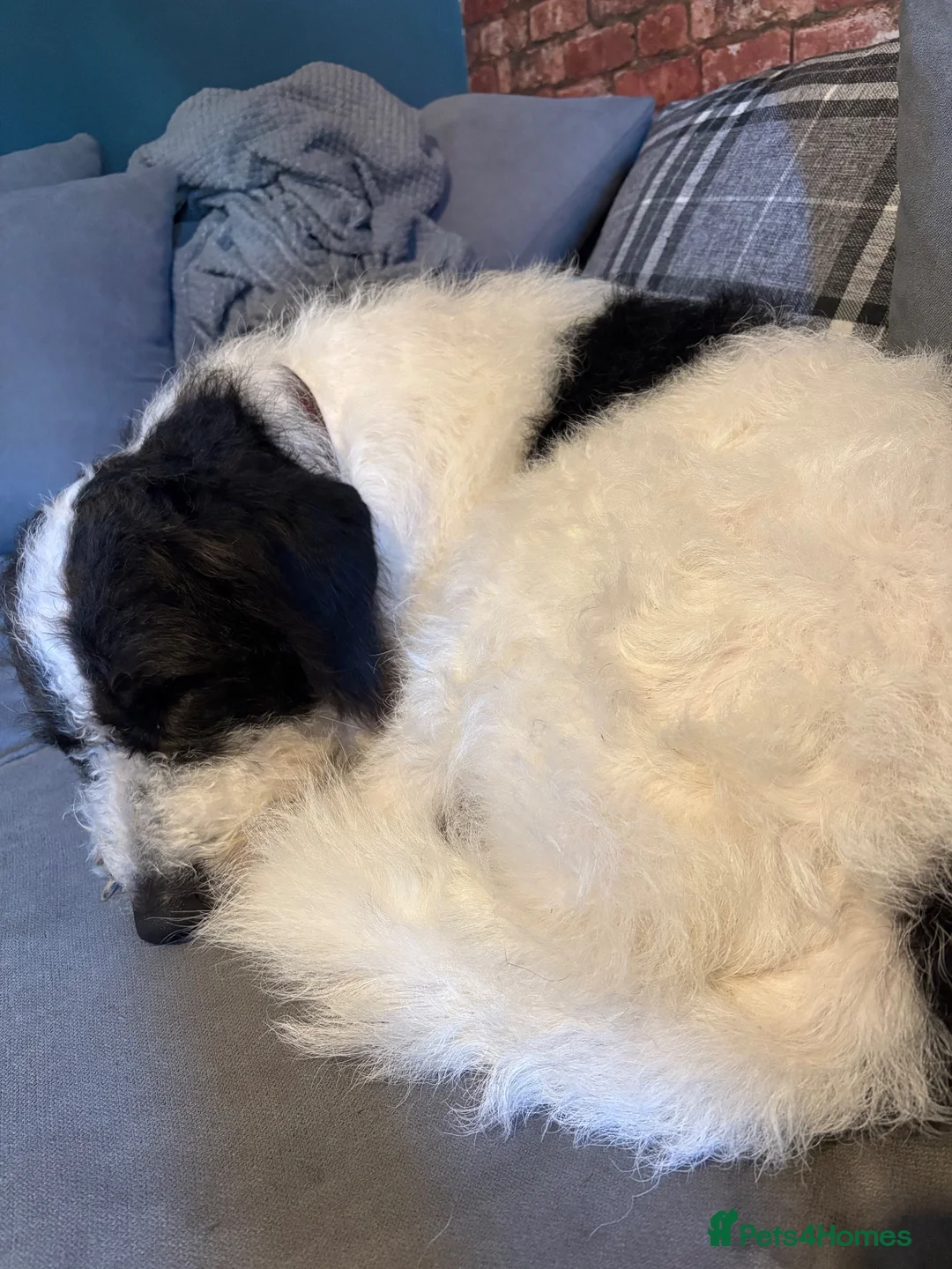 Mixed Breed dogs for sale: Collie/lab mountain dog in Launceston - Advert 1