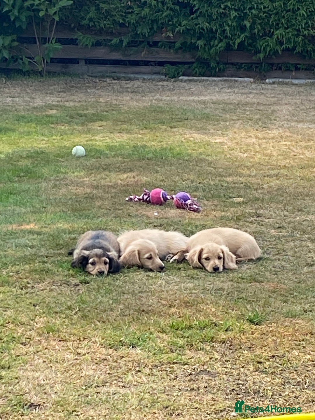 Miniature Dachshund dogs for sale: English Cream Mini Long Haired Dachshund  - Image 15