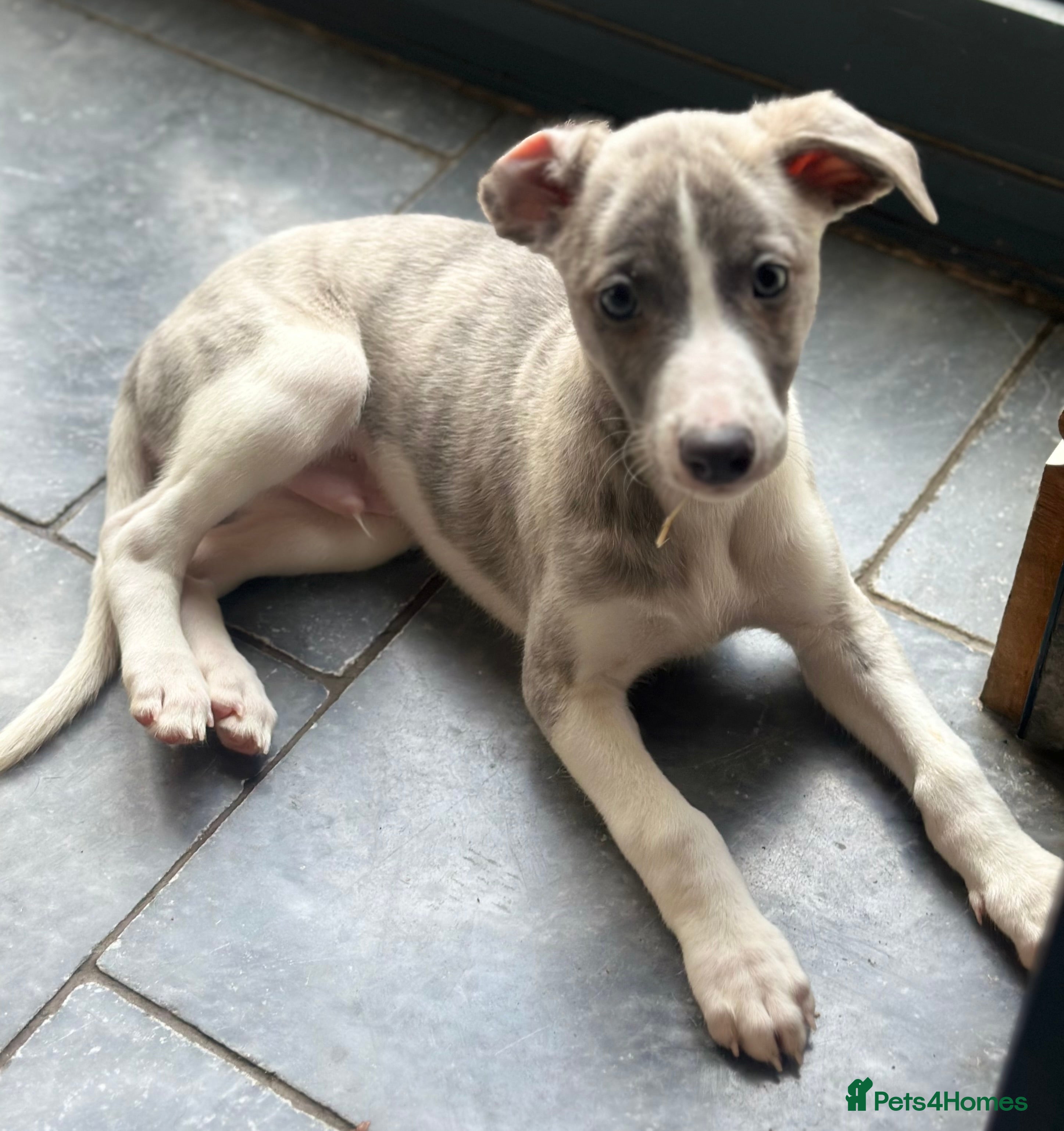 Whippet dogs 3 boys available  - Advert 1