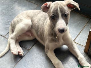 Whippet dogs 3 boys available - Advert 1