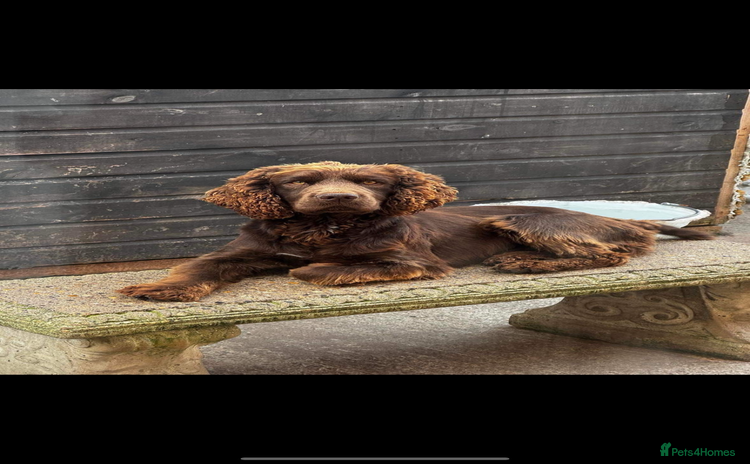 Cocker Spaniel dogs - Advert 4