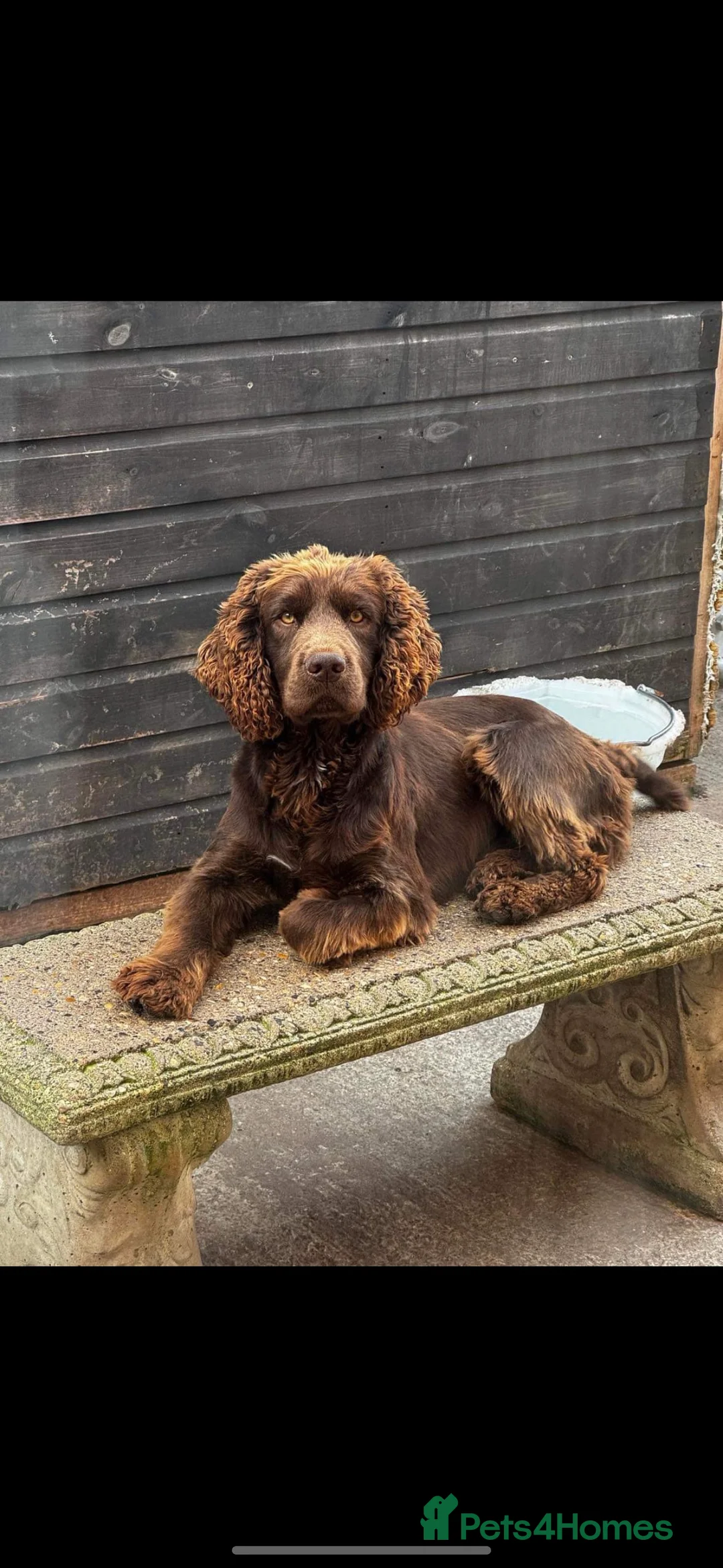 Cocker Spaniel dogs for stud: Kc reg Stunning Cocker spaniel  - Advert 4