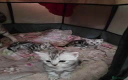 British Shorthair cats for sale: BSH Silver Tabby  - Image 33