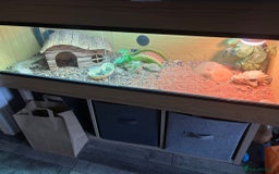 Bearded Dragon reptiles for sale: Barry The Bearded Dragon - looking for a new home - Image 7