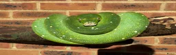 Python Snake reptiles for sale: PROVEN Breed pair CAPTIVE BRED Green Tree Pythons - Advert 7
