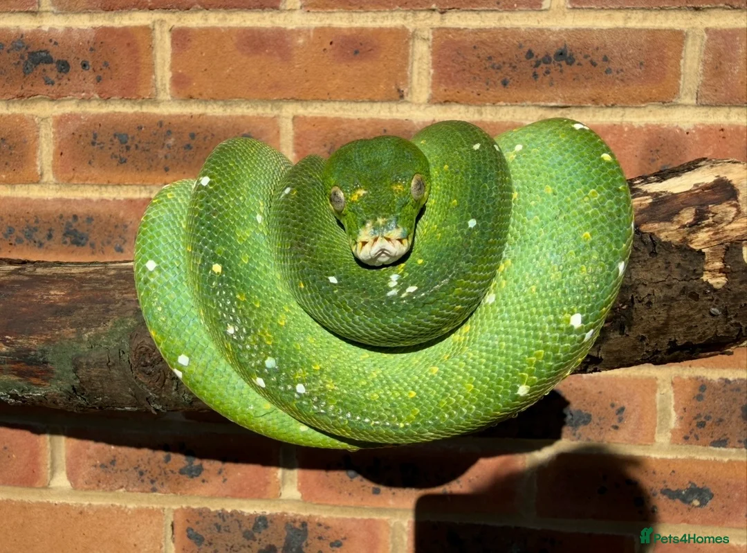 Python Snake reptiles for sale: PROVEN Breed pair CAPTIVE BRED Green Tree Pythons - Advert 7