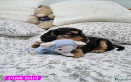 Cocker Spaniel dogs for sale: 🐾 Beautiful Show Cocker Spaniel Puppys - Image 17
