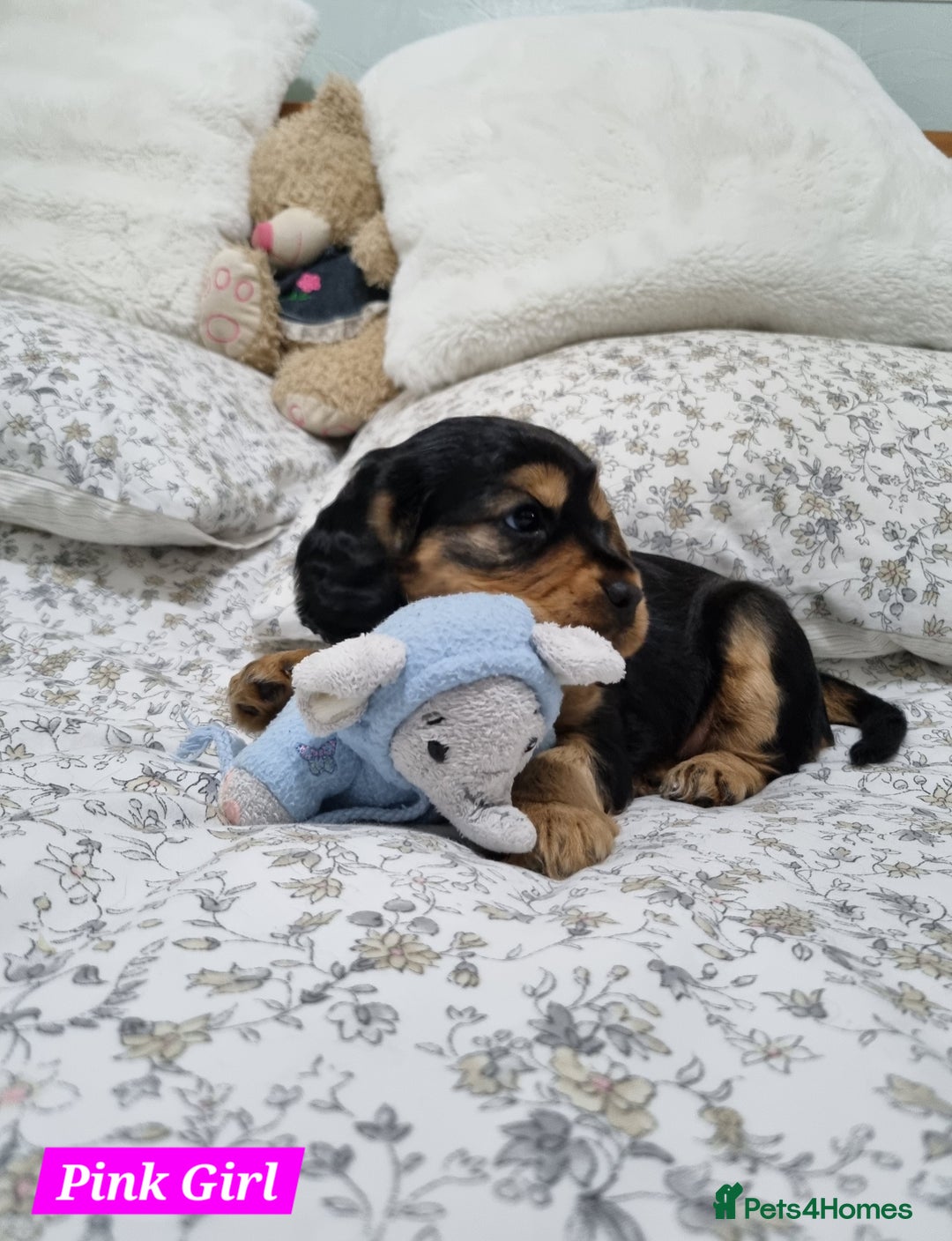 Cocker Spaniel dogs for sale: 🐾 Beautiful Show Cocker Spaniel Puppys - Image 17