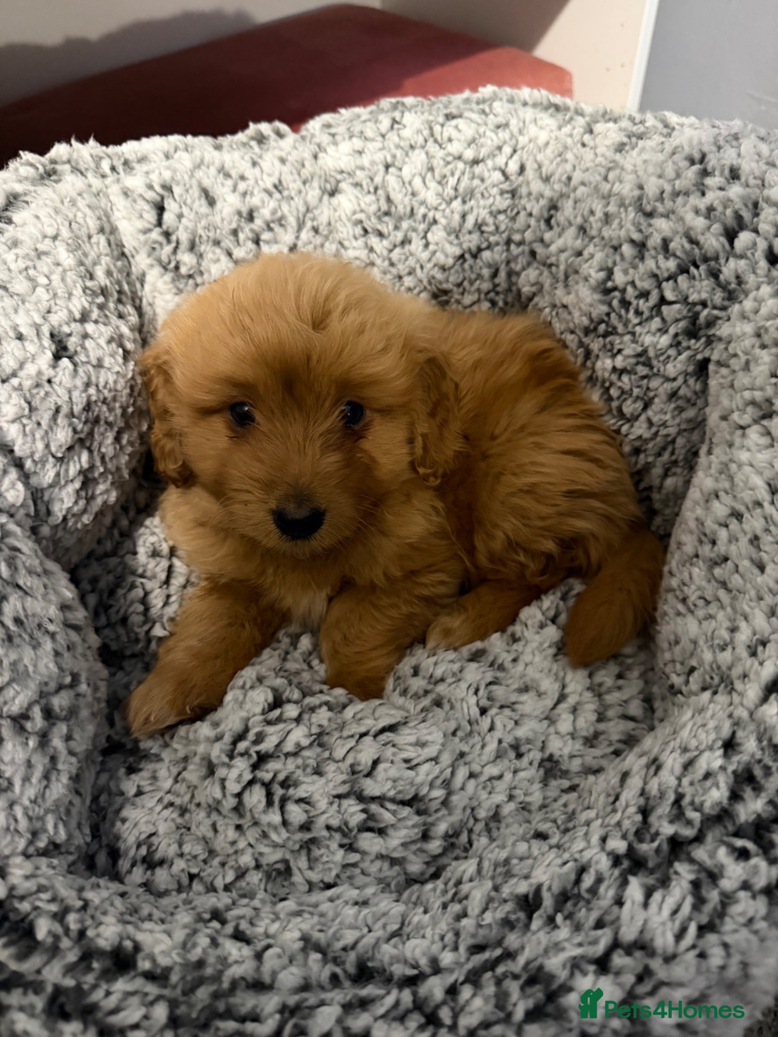 Mixed Breed dogs Beautiful Maltipoo for sale - Advert 1