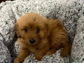 Mixed Breed dogs Beautiful Maltipoo for sale - Advert 1
