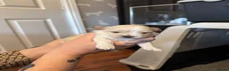 Maltipoo dogs for sale: Teddy Bear Maltipoo puppies  - Advert 21