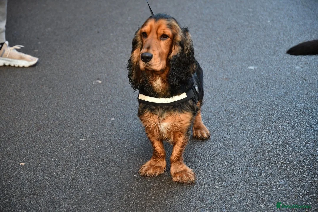 Cocker Spaniel dogs for stud: *For stud* Ringo the cocker spaniel - Advert 6