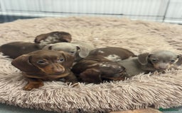 Miniature Dachshund dogs for sale: 5⭐️ Licensed breeder. Kc registered mini dachshund - Image 3