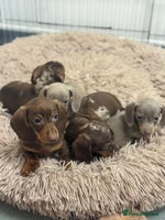 Miniature Dachshund dogs - Advert 1