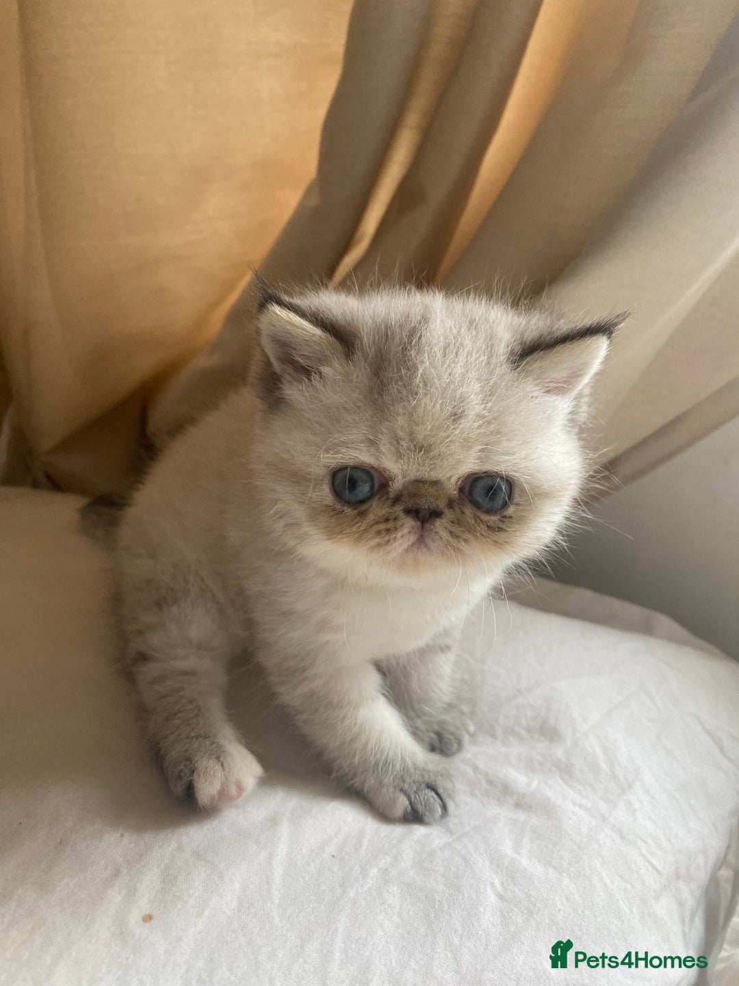 Exotic cats for sale: Outstanding Exotic Persian  - Image 11