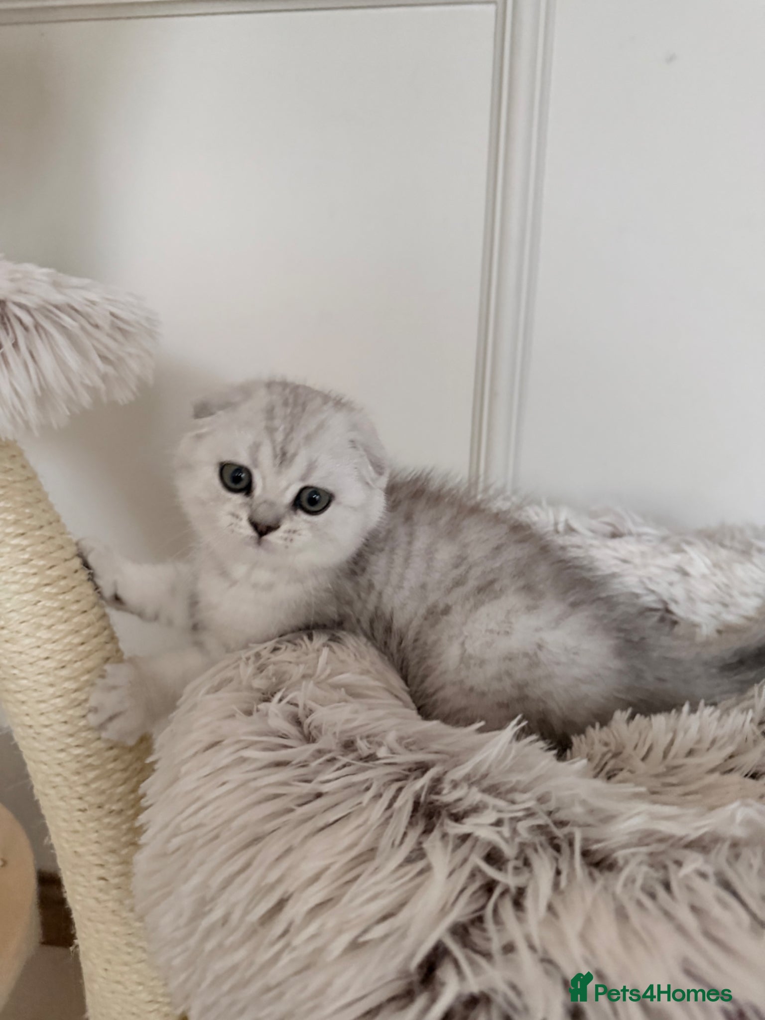 British Shorthair cats Beautiful British Shorthair× Scottish Fold Kittens - Advert 7