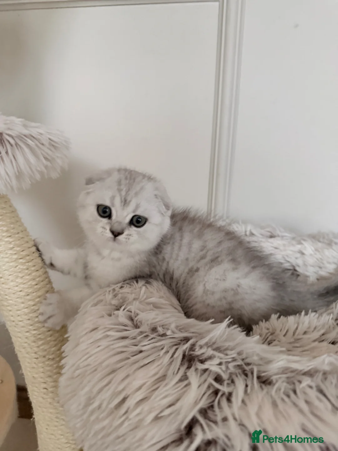British Shorthair cats for sale: Beautiful British Shorthair× Scottish Fold Kittens - Advert 1