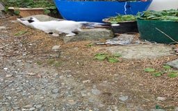 Domestic Shorthair cats for sale: 2 Black and White male kittens  - Image 15