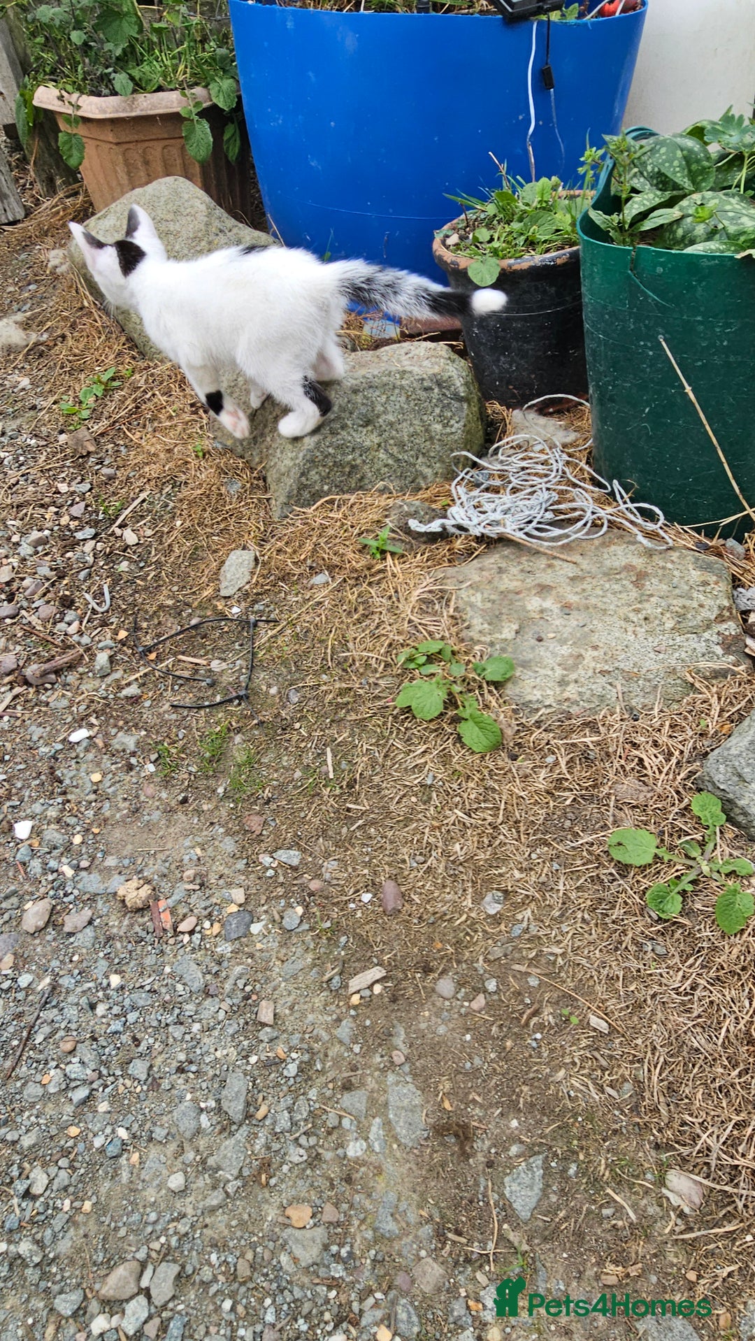 Domestic Shorthair cats for sale: 2 Black and White male kittens  - Image 15