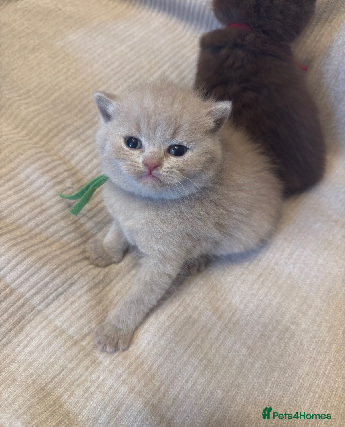British Shorthair cats Grand Champion Line British Shorthair Kittens - Advert 1