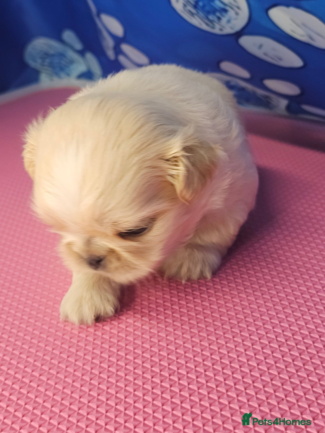 Shih Tzu dogs for sale: Pedigree smallest possible size Shih Tzu - Advert 18