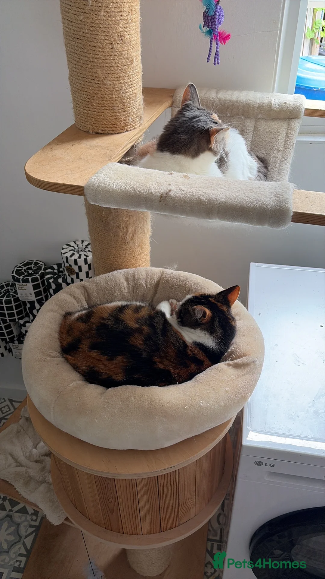 Maine Coon cats for sale: Bonnie and Binky  in Cambridge - Advert 6
