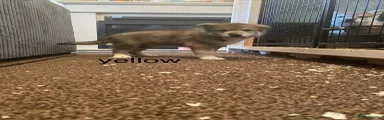 Utonagan Puppy 1