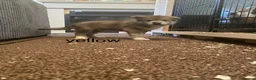 Utonagan dogs for sale: utanagan cross czech wolf dog  - Advert 6