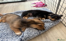 Chiweenie dogs for sale: chiweenies READY NOW !  - Image 6