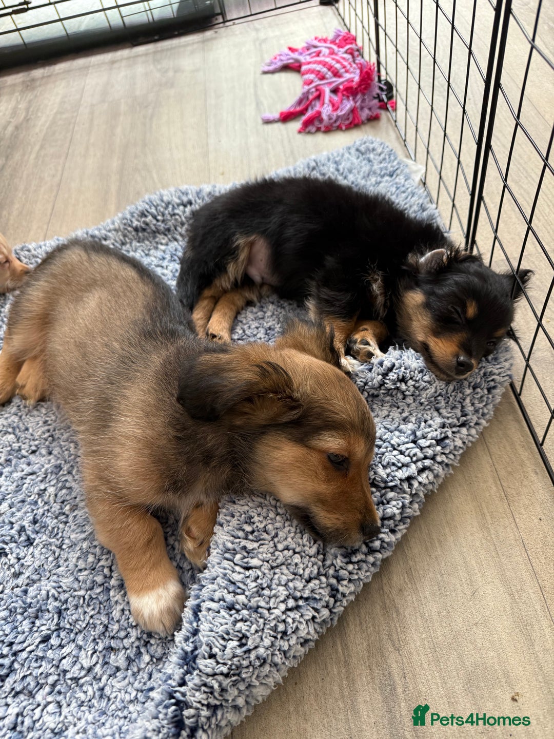 Chiweenie dogs for sale: chiweenies READY NOW !  - Image 6