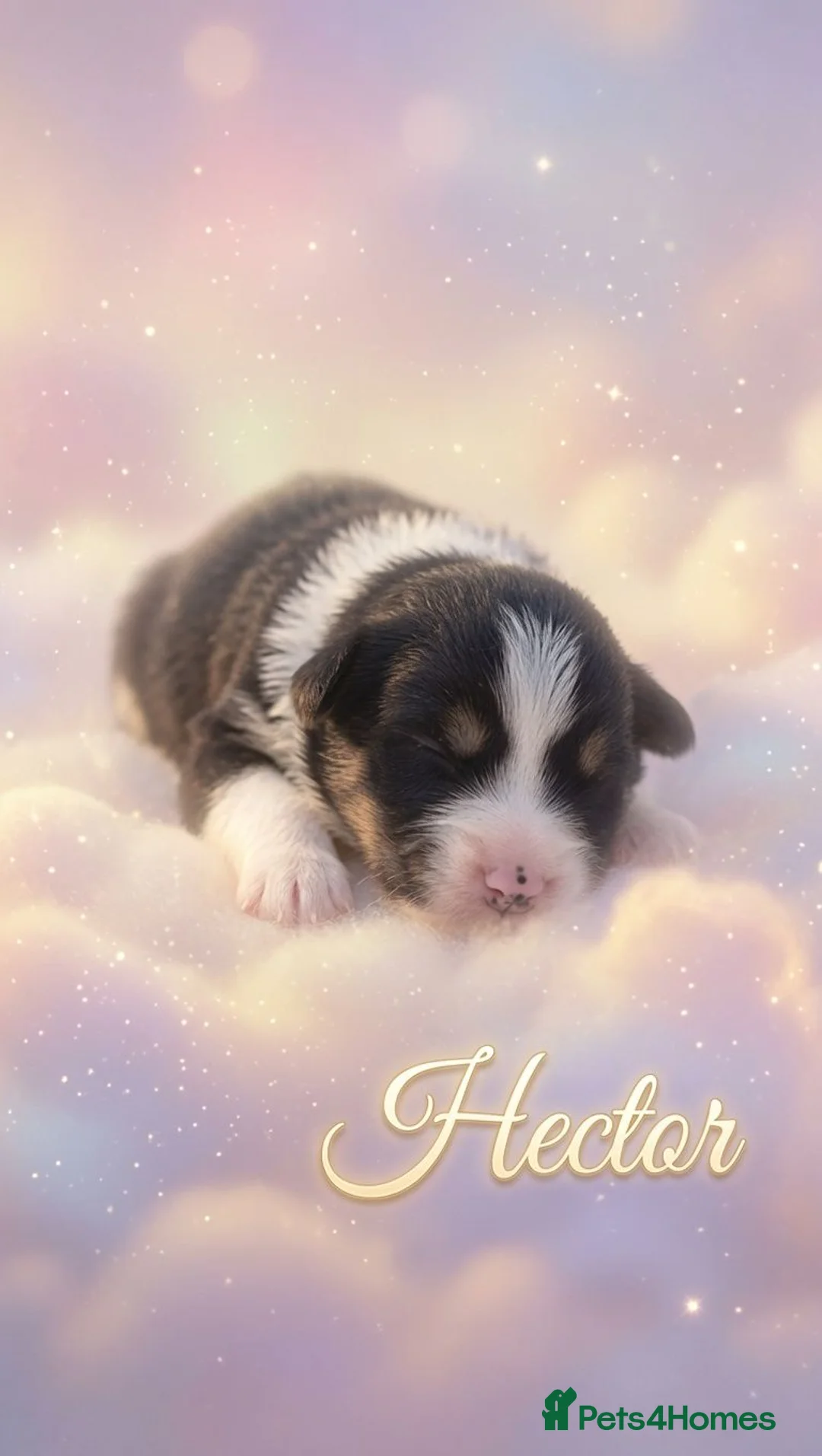 Australian Shepherd dogs for sale: Australian shepherd last 2 boys available - Advert 9