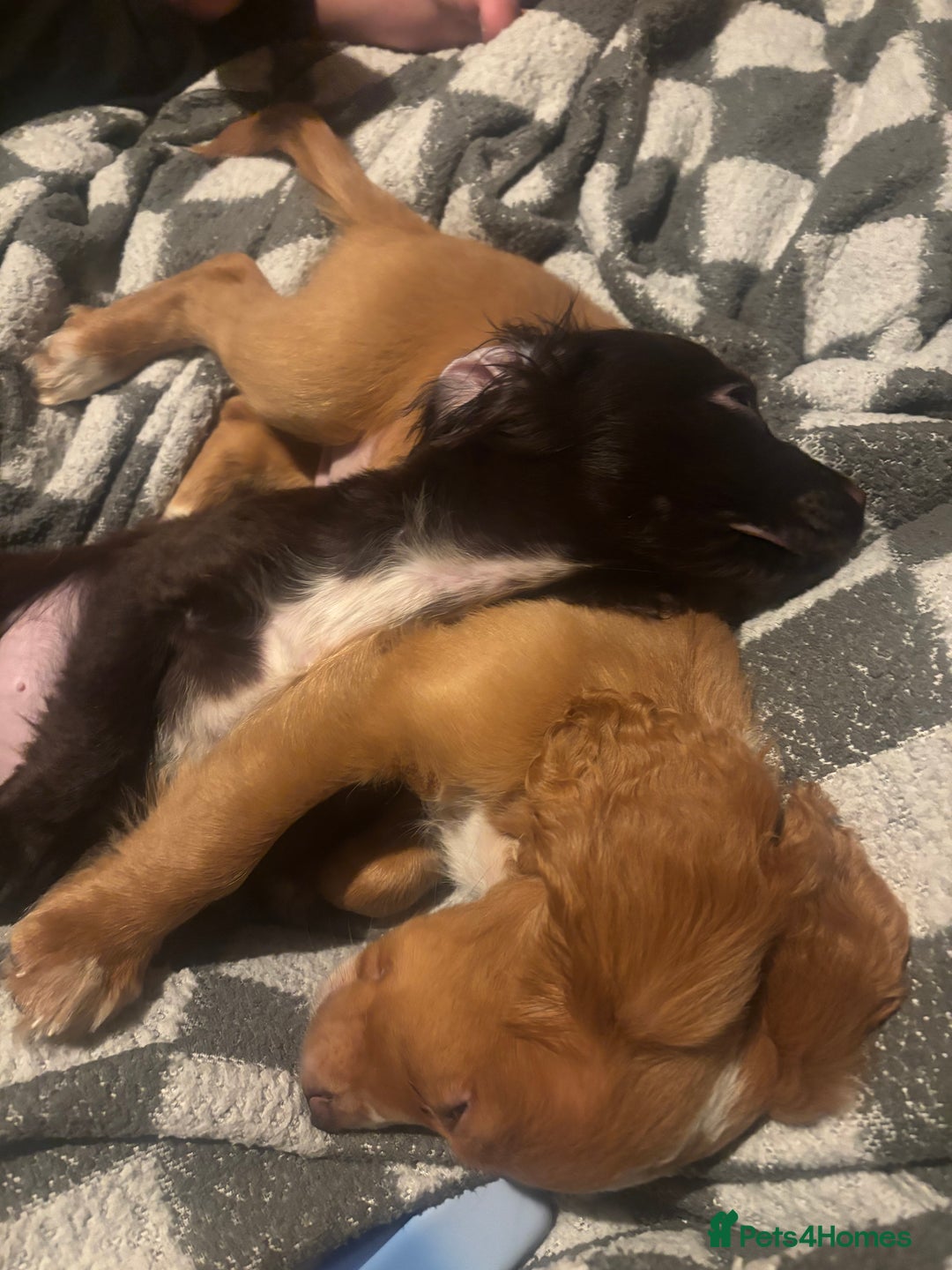 Cocker Spaniel dogs for sale: Two cocker spaniels - Advert 10