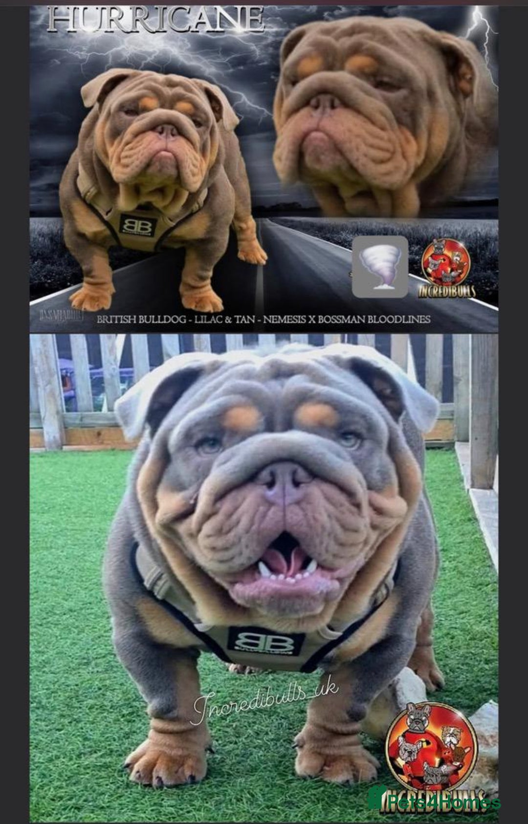 English Bulldog dogs for sale: Beautiful Lilac Tri English Bulldogs - Image 8